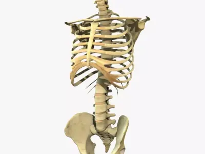 Human Torso Detailed Skeleton Rigged 3D model