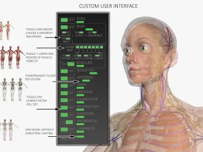 Ultimate Complete Female Body Anatomy 3DSmax 3D model