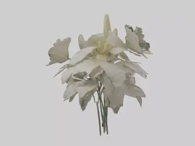 Moonflower model 3D model