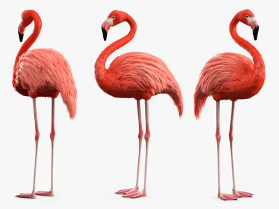  Tropical Bird Flamingo Pink Rigged for Maya 