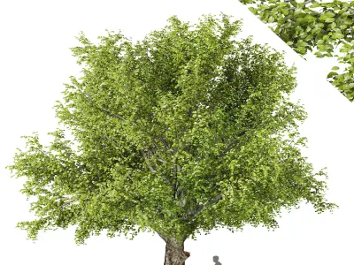 American beech tree 3D model