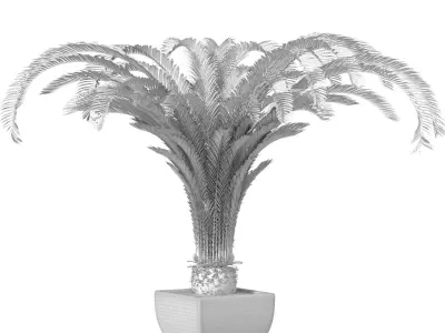 Decorative tall Evergreen Cycas Palm Tree in modern outdoor vase 3D model