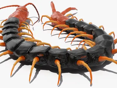  Insects Big Rigged Collection 5 