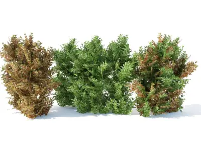 Alternanthera Shrubs Low-poly 3D model