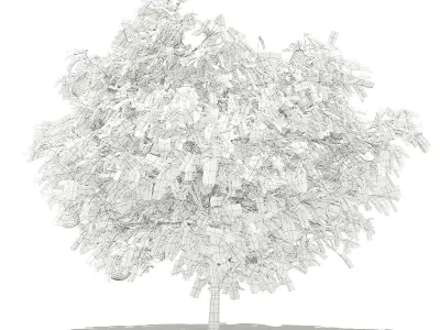 Pomelo Tree with Fruits 3D model
