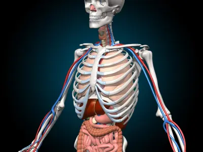  Skeleton and Anatomy 