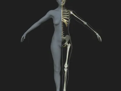 Male Female Skeleton with Skin Texture Collection 3D model