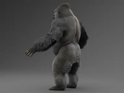  Gorilla 
