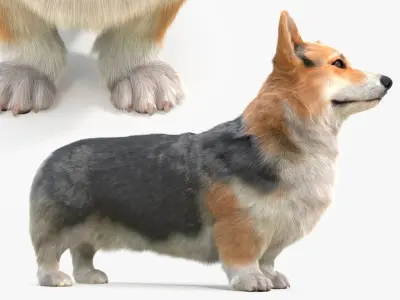  Tricolor Welsh Corgi Pembroke Fur 