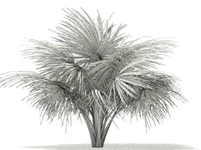 Silver Fan Palm Tree 3D Model 2m 3D model
