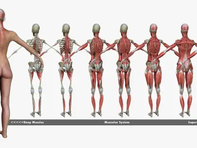 African American and Caucasian Female Anatomy 3D model