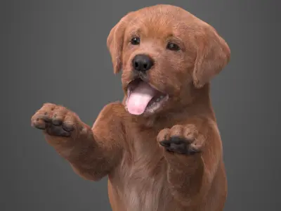  Playful Brown Labrador Puppy Standing Fur for Cinema 4D 