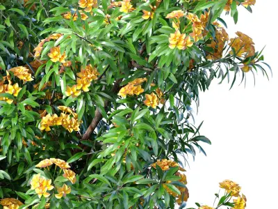 Decorative indoor Violet Tree bush plant in a modern pot 3D model