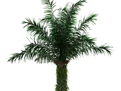 Oil Palm Tree 3D Model Pack - 4 Variations - PBR 3D model