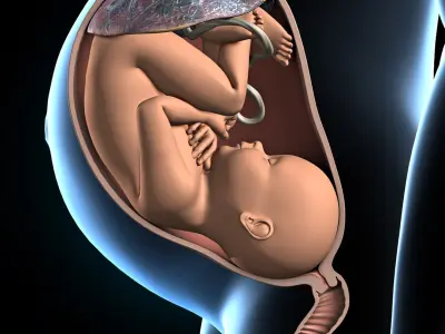  Pregnant - Fetus and Uterus 