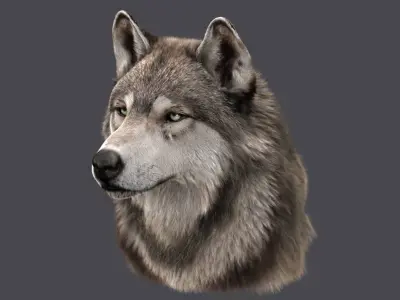  Wolf Head (FUR) 