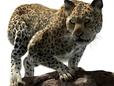  Leopard Fur (Rigged) 