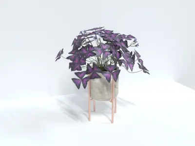 oxalis purple  3D model