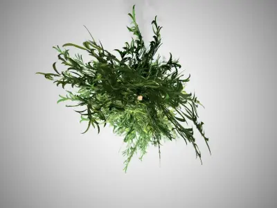 Bamboo plant hanging from ceiling Low-poly 3D model