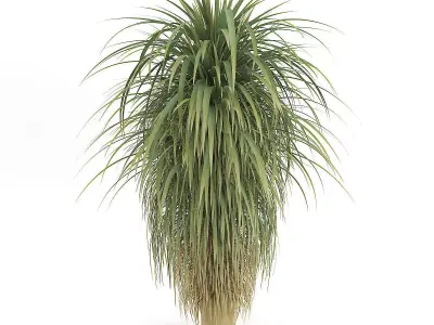 Palm Tree 3D model