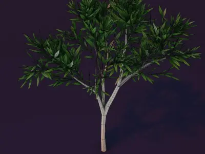 Cartoon Eucalyptus Tree 3D Model Low-poly 3D model