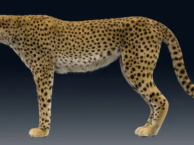  Cheetah Animated Fur 