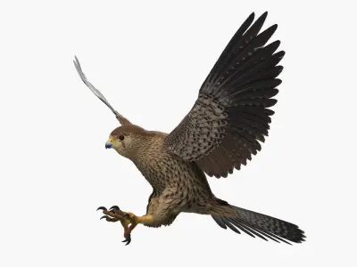  Falcon Bird Attack Pose Brown 