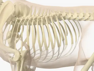  Animal Skeletons with Skin Collection 