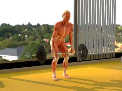  Anatomy Male Muscular System Deadlift Animated Rigged 