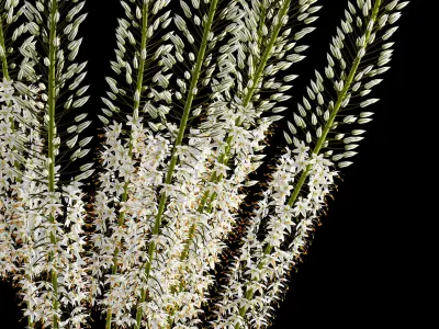 Eremurus tall grasses in vase - tall grasses in vase 3D model
