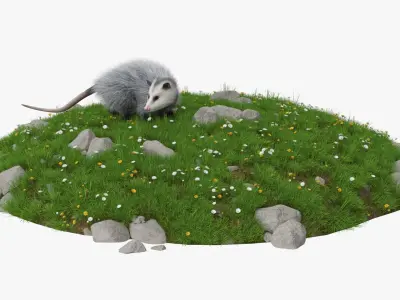  Opossum on Meadow with Blooming Flowers Fur 