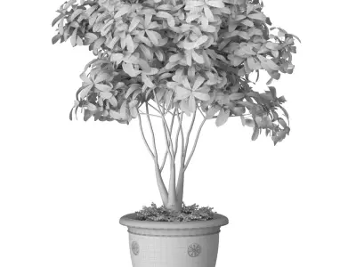 Decorative tree in a pot Indoor House Plant 3D model
