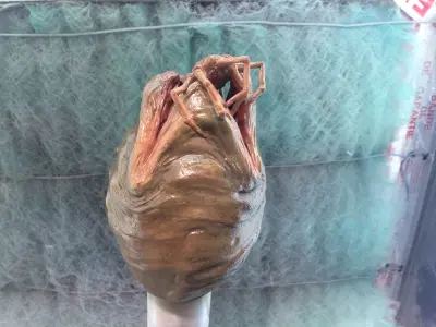 alien facehugger egg - alien-  stl print file 3D print model