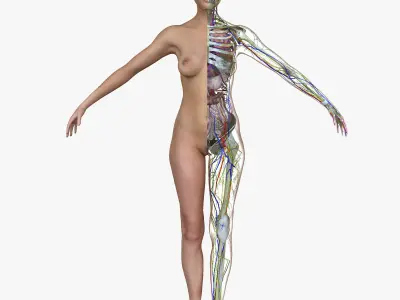 Male and Female Full Body Anatomy 3D model