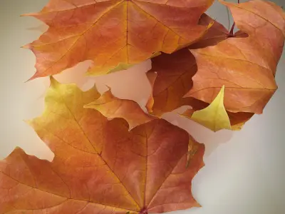  Collection of Autumn leaves 