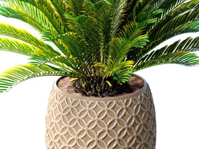 Decorative Evergreen Cycas Palm Tree modern outdoor flowerpot  3D model