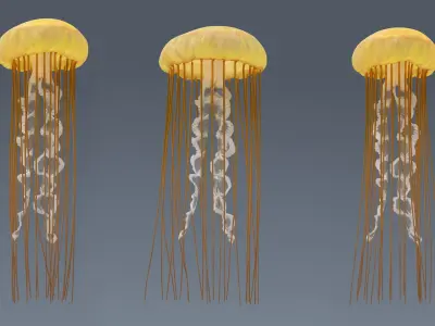  Chrysaora Fuscescens Jellyfish Rigged For Maya 