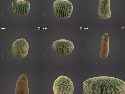 2021 PBR Barrel Cactus Collection - Echinocactus Acanthodes  3D model