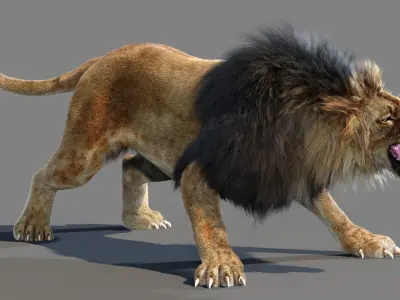  Lion 3D Model Animated Fur 