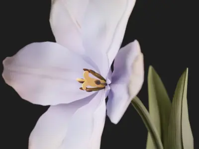 Tulip Flower Animated Low-poly 3D model