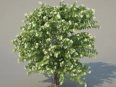Philadelphus Coronarius 4 versions 3D model