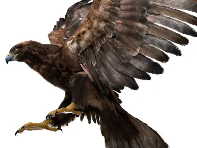  Golden Eagle Fur Animated Rigged 