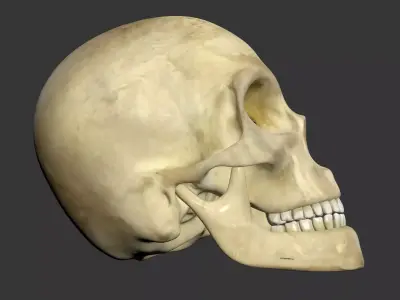 Human Skull 3D model