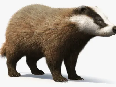  Badger Brown Fur 
