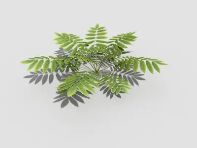 Low poly Plant fern Low-poly 3D model