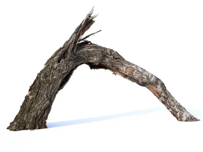 Broken birch Low-poly 3D model