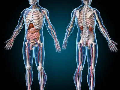  Ultimate Human Anatomy - Rigged 