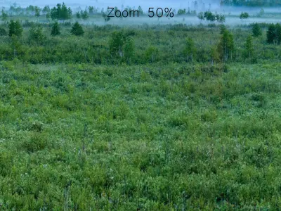 Early morning forest panorama 3D model