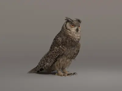  Owl Animated 