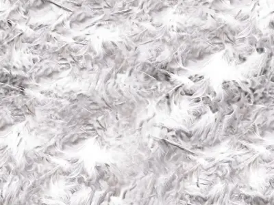 feather PBR material version2 Free low-poly 3D model